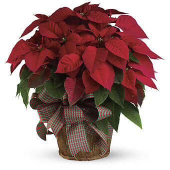 Large Red Poinsettia