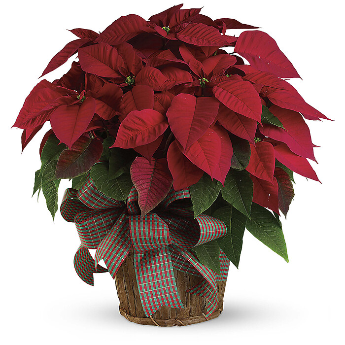 Large Red Poinsettia