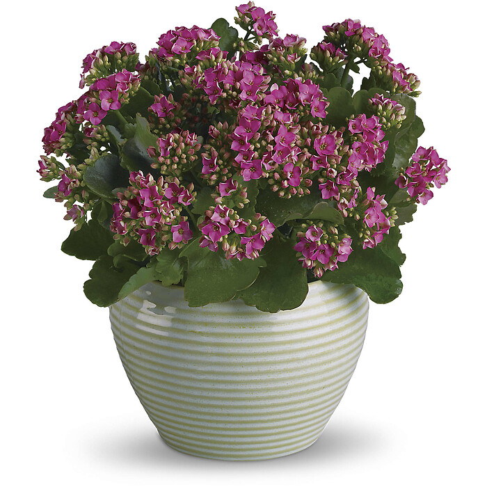 Bountiful Kalanchoe