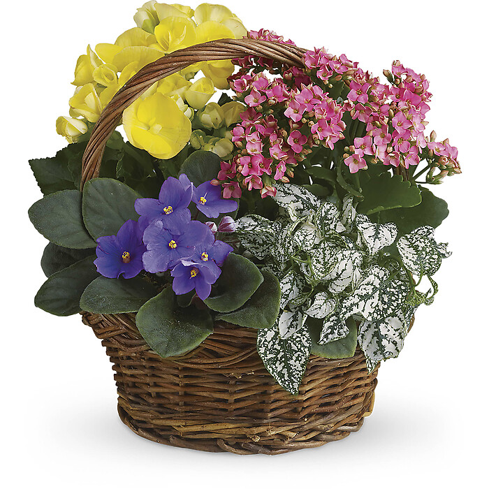 Spring Has Sprung Mixed Basket