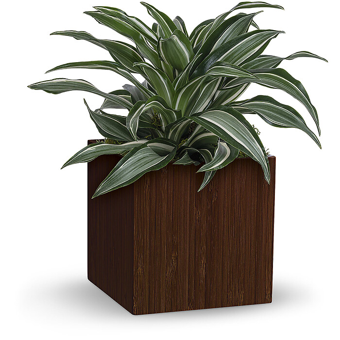 Soothing Dracaena