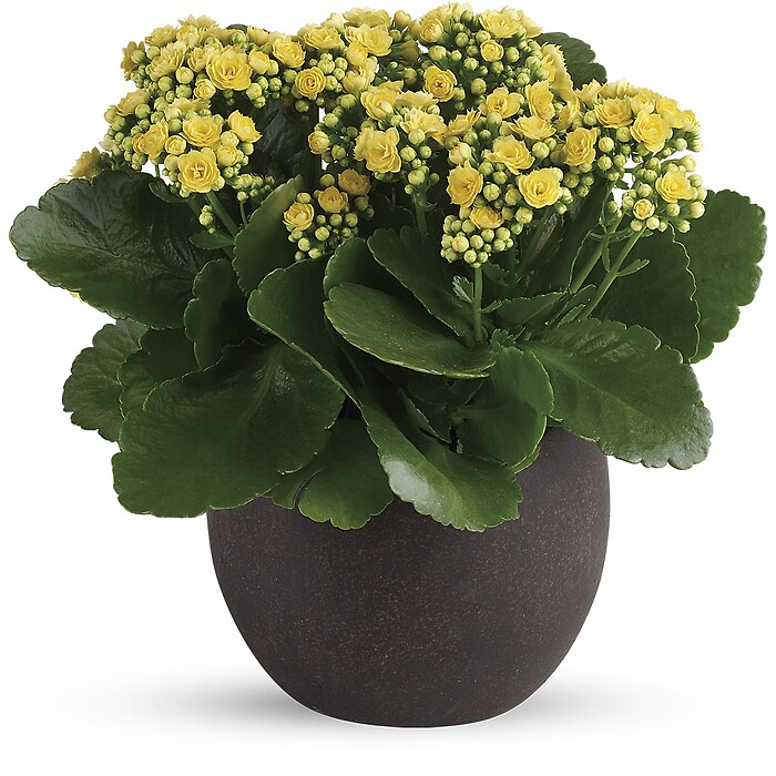 Forever Yellow Kalanchoes