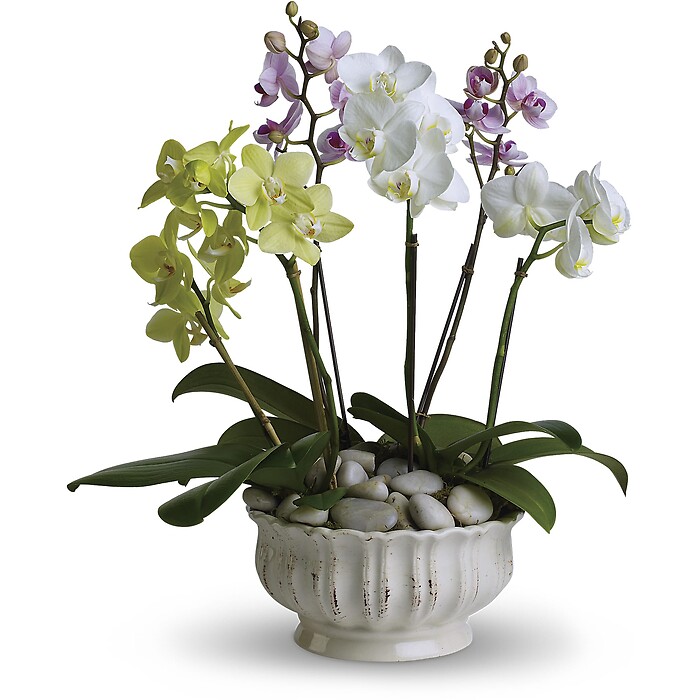 Regal Orchids