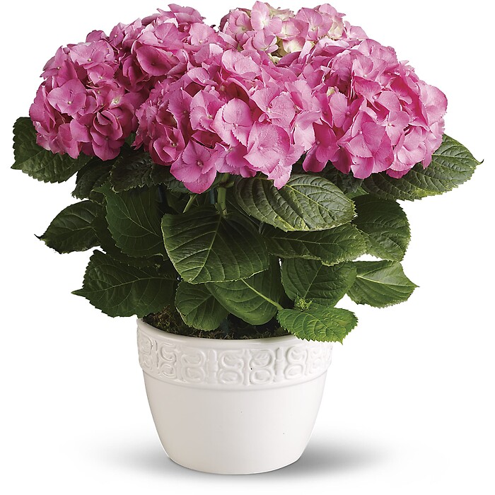 Happy Hydrangea - Pink