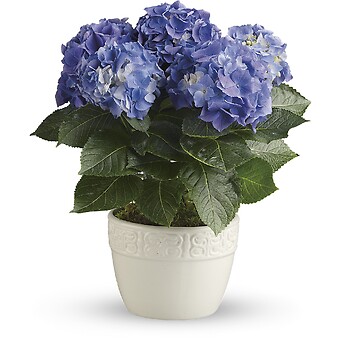 Happy Hydrangea - Blue